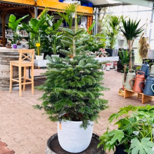 Kerstboom Abies Nordmanniana in pot 80 - 100 cm