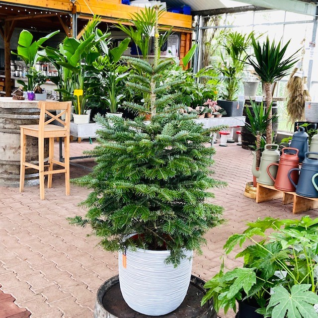 Doe een poging Mislukking japon Kerstboom Abies Nordmanniana in pot 80 - 100 cm - Tas Boomkwekerij