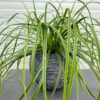 Carex oshimensis 'Everlime' (Zegge)
