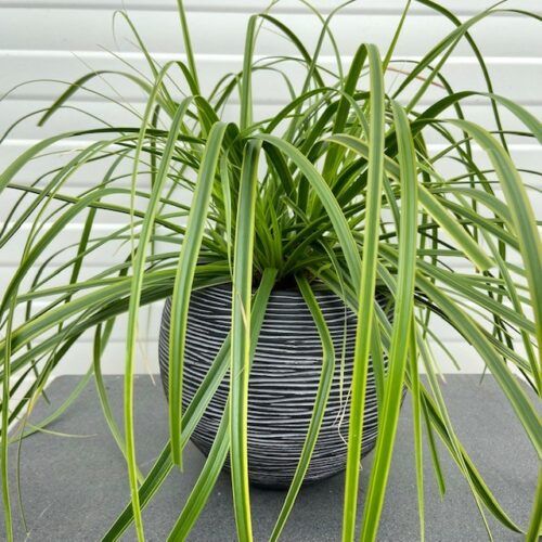 Carex oshimensis 'Everlime' (Zegge)