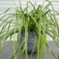 Carex oshimensis 'Everlime' (Zegge)