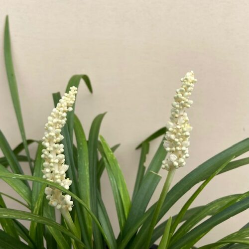 Liriope muscari 'Monroe white ' (leliegras)