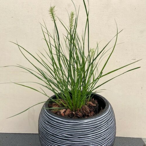 Pennisetum Little Bunny (Lampenpoetersgras)