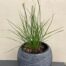 Pennisetum Little Bunny (Lampenpoetersgras)