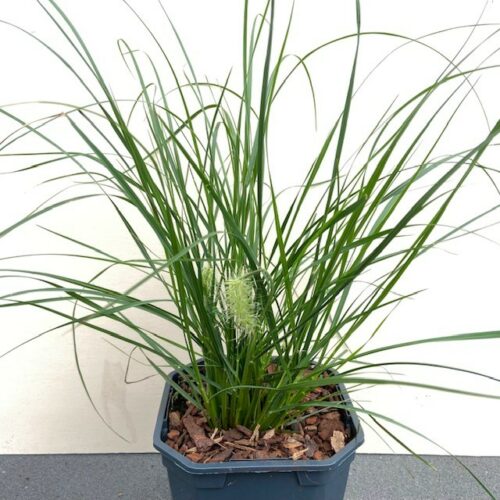 Pennisetum Little Bunny (Lampenpoetersgras)