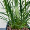 Pennisetum Little Bunny (Lampenpoetersgras)