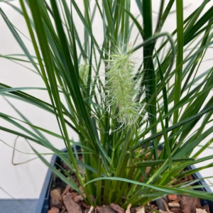 Pennisetum Little Bunny (Lampenpoetersgras)