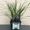 Pennisetum Little Bunny (Lampenpoetersgras)