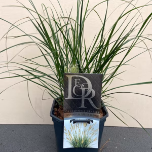 Pennisetum Little Bunny (Lampenpoetersgras)
