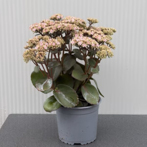 Sedum 'Matrona'