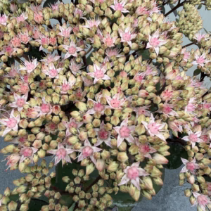 Sedum 'Matrona'