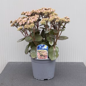 Sedum 'Matrona'