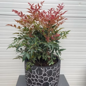 Nandina domestica Obessed