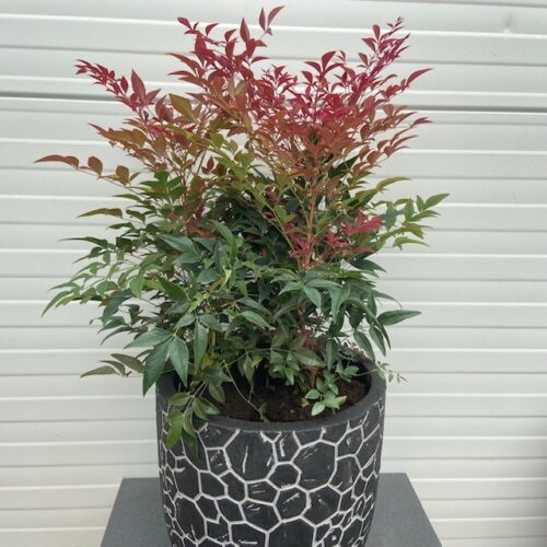 Nandina (Hemelse bamboe)