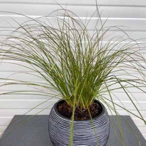 Carex Testacea ‘Prairie fire’ (Zegge)