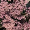 Sedum 'Matrona