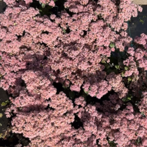 Sedum 'Matrona