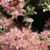 Sedum 'Matrona
