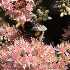 Sedum 'Matrona