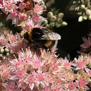 Sedum 'Matrona