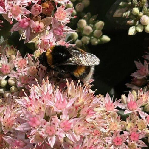 Sedum 'Matrona