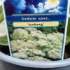 Sedum spec. 'Iceberg'