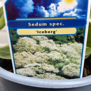 Sedum spec. 'Iceberg'