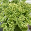 Sedum spec. 'Iceberg'