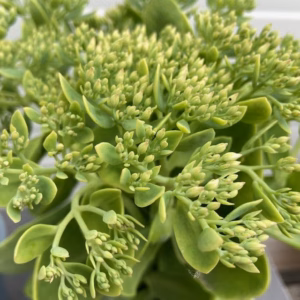 Sedum spec. 'Iceberg'