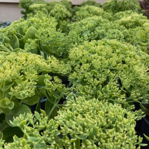 Sedum spec. 'Iceberg'