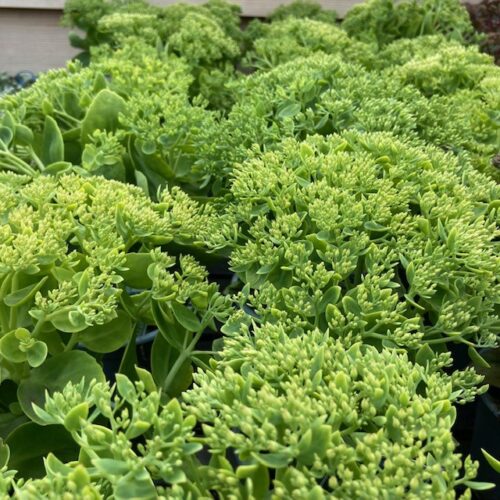 Sedum spec. 'Iceberg'