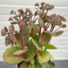 Sedum 'Matrona'