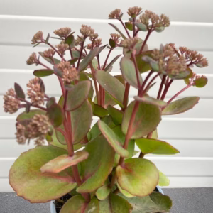 Sedum 'Matrona'
