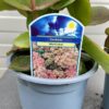 Sedum 'Matrona'