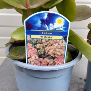 Sedum 'Matrona'