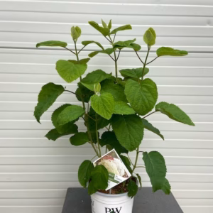 Hydrangea Annabelle STRONG (Hortensia)