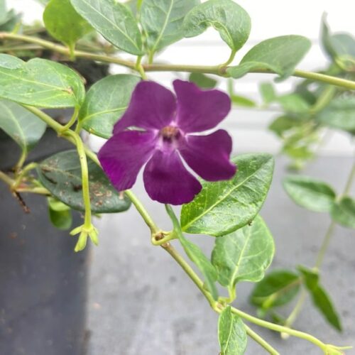 Vinca minor 'Altropurpurea' (Kleine maagdenpalm)