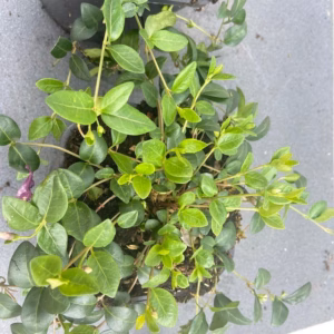 Vinca minor 'Alba'