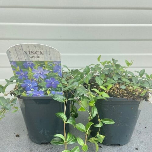 Vinca minor