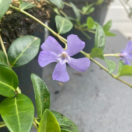 Vinca minor