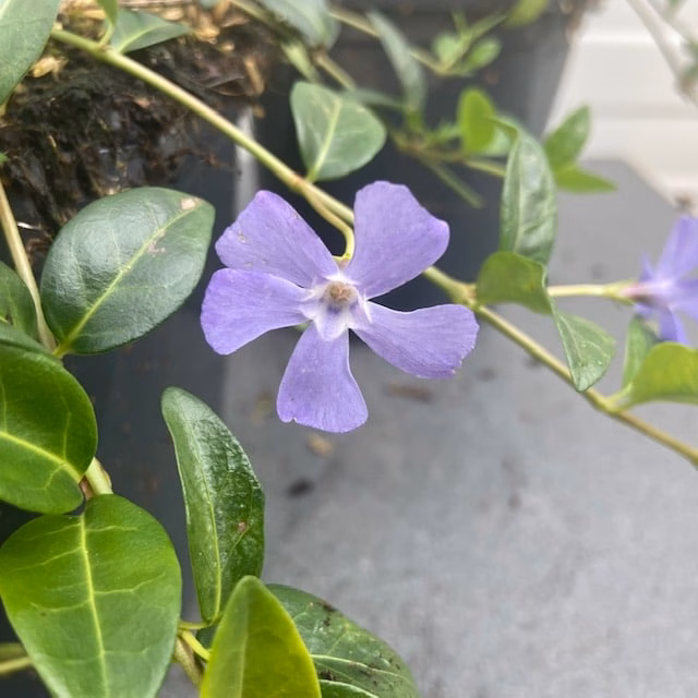 Vinca minor