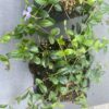 Vinca minor