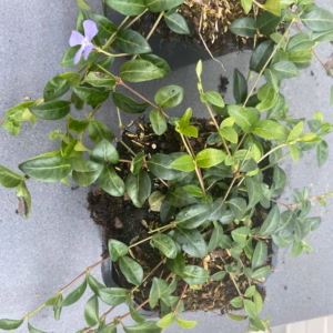 Vinca minor