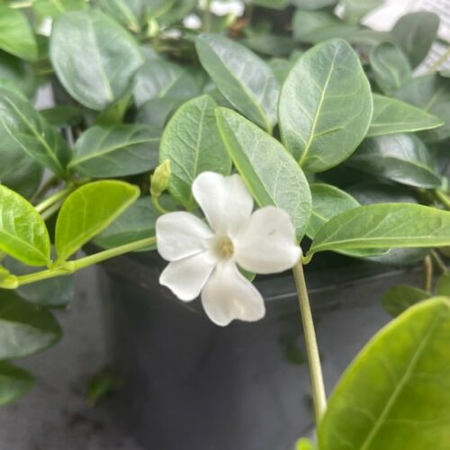 Vinca minor 'Alba'