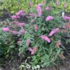 Buddleja d. Pink Delight (Vlinderstruik)