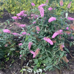 Buddleja d. Pink Delight (Vlinderstruik)