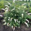 Buddleja d. White profusion (Vlinderstruik)
