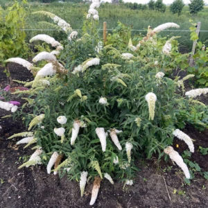 Buddleja d. White profusion (Vlinderstruik)