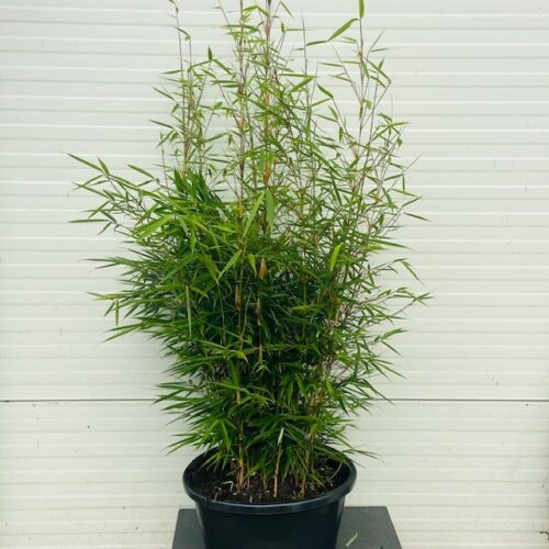 Bamboe Fargesia robusta Campbell van het land selectie 18 liter pot