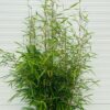 Bamboe Fargesia robusta Campbell van het land selectie 18 liter pot